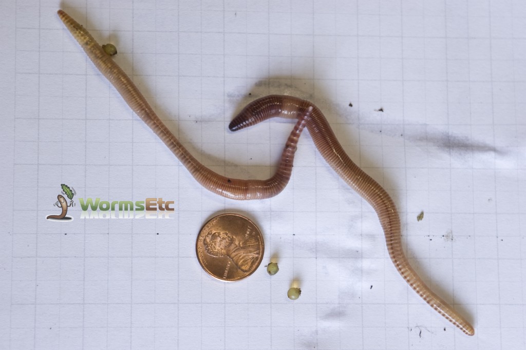 European nightcrawler composting worms, larger and paler than red wigglers