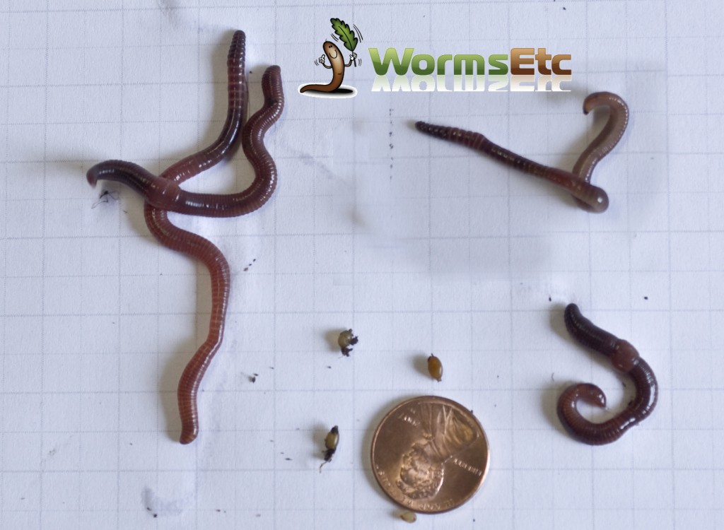 Red wiggler composting worms on dark worm castings